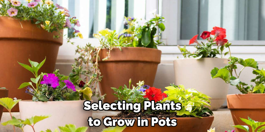 Selecting Plants to Grow in Pots