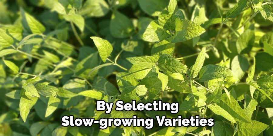 By Selecting Slow-growing Varieties