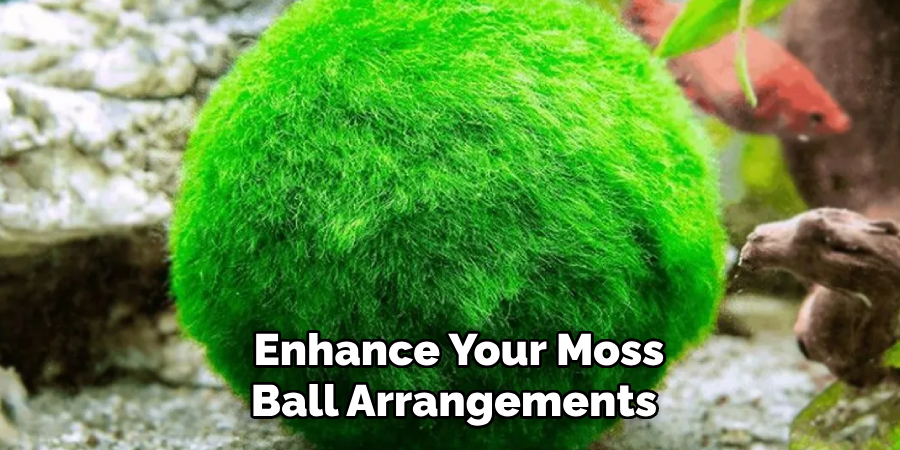  Enhance Your Moss Ball Arrangements