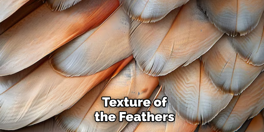  Texture of 
the Feathers